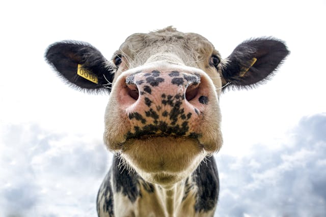 Close-Up Portrait