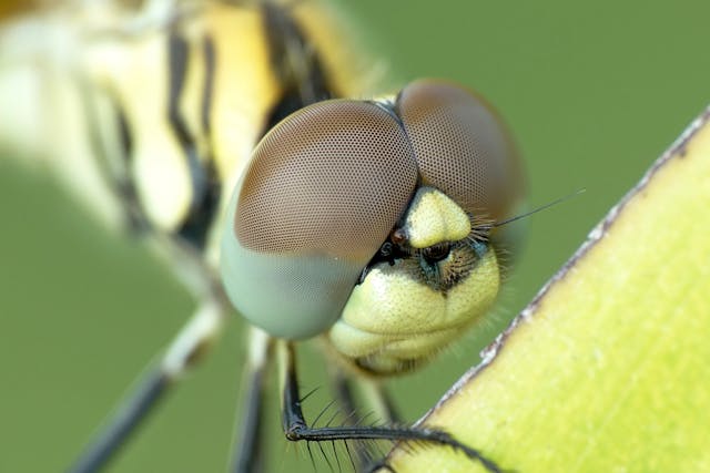 macro photography magnification