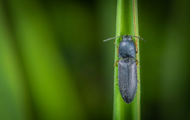 macro photography sharpness